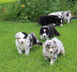 Affordable Australian Shepherd puppies available