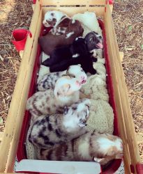 Miniature Australian Shepherd puppies