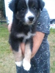 4 amazing and lovable puppies for sale at Hilltop Aussies