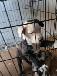 Male and female puppy need homes