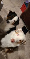 2 brothers needs new home