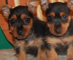 Sportive and charming puppies for sale