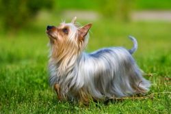Australian Silky Terrier for sale