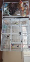 Finches with big cage