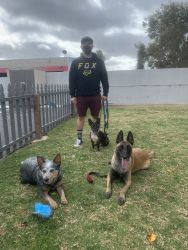 Service Dog - Australian Blue Heeler