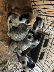 Need a home for pups, the remaining will have to go to shelter