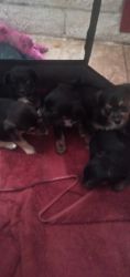 Cute 4 week old Australian terrier & chihuahua mix puppies