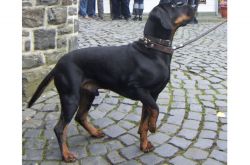 Austrian Black and Tan Hound for Sale
