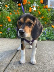 12 weeks female beagle for sale