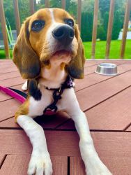 Puppy beagle on sale