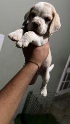 2 months old beagle puppy in lemon colour
