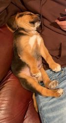 Bloodhound/Beagle