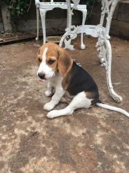 Little lab/beagle mix pup for adoption