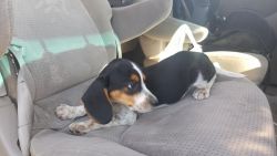 Beagle pups