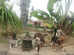 Beautiful Basset Hound Puppies
