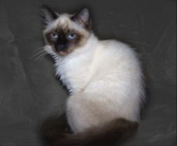 Balinese cat for sell