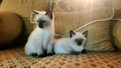 Siamese Balinese kittens