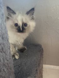 Siamese & Balinese kittens for sale