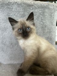 Pure bred BALINESE kitten looking for her forever home
