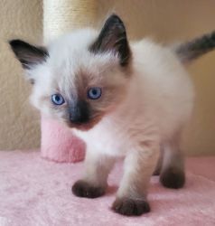 Fluffy Balinese/Siamese Kittens