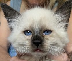 Registered Balinese Kittens For Sale