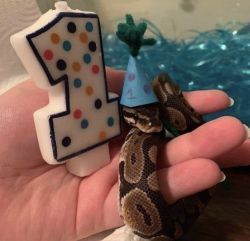 1 Year Old Ball Python for sale