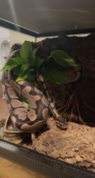 Female Ball Python with Terrarium