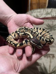 Ball pythons for rehoming