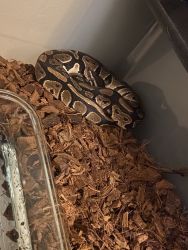 Fancy Ball Python for sell