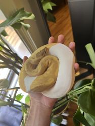 Banana Pie-balled Ball Python for sale