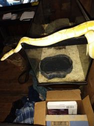 Ball python for sell