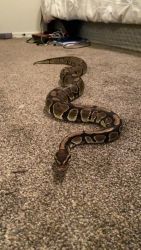 4ft Female Ball Python comes with 40gal tank