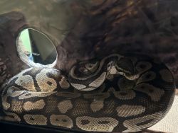 4.5 to 5 foot female Ball Python with 40 gallon breeder and stand