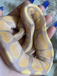 Baby banana ball python