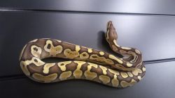 SOLD !! Butter Het Ghost Ball Python SOLD!!