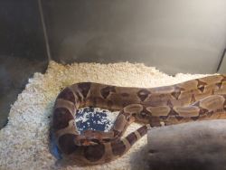 BOA CONSTRICTOR FOR SALE