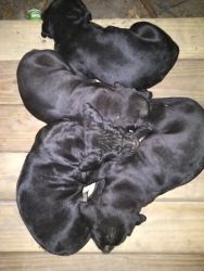 Bandog pups for sale mastiff breed