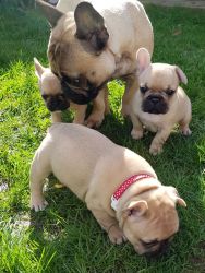Cute French Bulldog Puppies for Sale