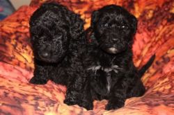 Sound cloud barbet puppies with all shots for sale