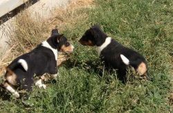 Basenji Puppies for good home