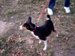 Akc Male And Female Basenji Puppies For Adoption