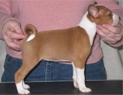 male and female Basenji puppies for adoption