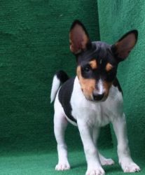 Basenji Puppies for Sale