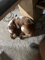 1 year old Full blooded Basset Hound