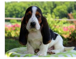 AKc registered Basset hound puppies