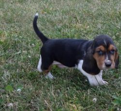 BASSET puppies for sale