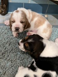 Two males, one female Bassett Hound pups for sale in Miami, Fla