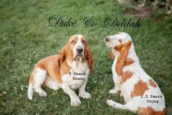 AKC Pure breed basset hound puppies for sale