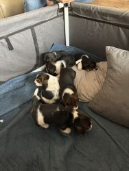 Sweet Basset Hound puppies