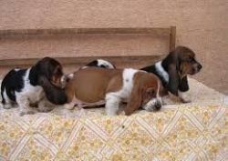 Charming Basset Hound Puppies